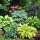 Семена Хоста гибридная Hosta hybrida, микс цветов, 10 шт - изображение 2