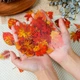 Набор наклеек Осенние листья Autumn Leaves 50 шт - изображение 5