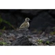 Объектив Nikon NIKKOR Z 400mm f/4.5 VR S (JMA503DA) [149058] - изображение 8