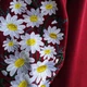 Вишита сукня для дівчаток Козачок Сара 134 бордо з квітковим орнаментом - изображение 6