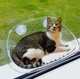 Підвісний прозорий гамак-полиця "Хмаринка" для котів на вікно Cloud Cat Hammock - зображення 2
