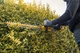 Кущоріз акумуляторний DeWalt DCMHT562P1 - зображення 8
