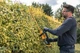 Кущоріз акумуляторний DeWalt DCMHT562P1 - зображення 9