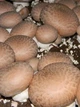 Мицелий Шампиньон королевский коричневый, 10 г - изображение 3