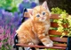 Пазл Castorland puzzle Рыжий котенок, 500 эл. ( B-52240) - изображение 2