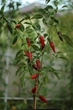 Перец Халапеньо семена 0,25 гр. (прибл 40 шт) халапеньйо красный (Jalapeno red) острый чили до 8,000 SHU - изображение 3