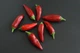 Перец Халапеньо семена 0,25 гр. (прибл 40 шт) халапеньйо красный (Jalapeno red) острый чили до 8,000 SHU - изображение 8