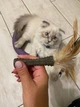 Игрушка для котов GiGwi Catnip Спресованная кошачья мята с пером, перо, кошачья мята, 8 см (75334) - изображение 4