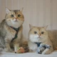 Игрушка для котов Енот с кошачей мятой GiGwi Catch and scratch искусственный мех, кошачья мята, 8 см - изображение 4