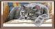 Набір для вишивання за нанесеною на канву схемою "Black cat". AIDA 14CT printed, 28*16 см - зображення 1