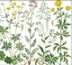 Набор для вышивания по нанесённой на канву схеме "Flowers on the Meadow". AIDA 14CT printed 85*36 см - изображение 1