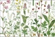 Набор для вышивания по нанесённой на канву схеме "Flowers on the Meadow". AIDA 14CT printed 85*36 см - изображение 4