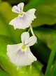 Рослина Пухирник Пузирчатка Пухирчатка Хижа рослина Utricularia Sandersonii в горщику - зображення 1