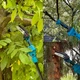 Комплект акумуляторного садового інструменту 3 в 1 секатор міні пила подовжувальна штанга 48V 1850Вт 300мм 2 батареї - зображення 2