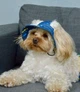 Панамка Джинс Синий краски S-56 Размер 3 - изображение 1
