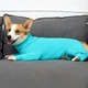 Комбинезон для восстановления собак Derby Pet Recovery Suite, Turquoise, S - изображение 6