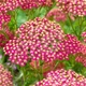 Тысячелистник гибридный 'Rainbow Lightning Pink®'. Контейнер 1.5л - изображение 1