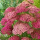 Тысячелистник гибридный 'Rainbow Lightning Pink®'. Контейнер 1.5л - изображение 2