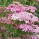 Тысячелистник гибридный 'Rainbow Lightning Pink®'. Контейнер 1.5л - изображение 5