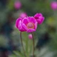 Анемона гибридная 'Spring Beauty Pink®'. Контейнер 1.5л - изображение 4