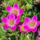 Анемона гибридная 'Spring Beauty Pink®'. Контейнер 1.5л - изображение 2