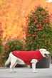 Жилет Noble Pet Softshell Ostin O4149/L Red - изображение 5
