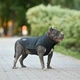 Жилет Noble Pet Softshell Ostin O4143/M Navy - изображение 5