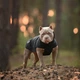 Жилет Noble Pet Softshell Ostin O4143/M Navy - изображение 9