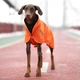 Дождевик Noble Pet Rio R4136/7XL Orange - изображение 7
