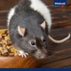 Корм Vitakraft Premium Menu Vital для декоративних гризунів та щурів 1000 г 4008239256577 - зображення 6