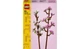Конструктор LEGO Цвіт вишні 430 деталей (40725) - зображення 2
