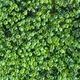 Искусственный фитомодуль "Самшит", 60*41 см (9281-001) - изображение 4