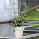 Опора кольцевая для комнатных и садовых высокорослых цветов,растений и рассады с 3 кольцами размер 60х22 см - изображение 5