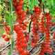 Семена Томат Виноградный 0.1г Семена Украины - изображение 2