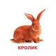Розвиваючі картки для дітей Домашні тварини Jumbi, 18 картинок J012yD - изображение 2