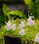 Рослина Пухирник Пузирчатка Пухирчатка Хижа рослина Utricularia Sandersonii в горщику - зображення 4