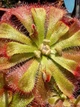 Насіння росянки Алісія Drosera Aliciae 20шт - изображение 3