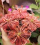Рослина Росянка Спатулата Lovelae Drosera Spatulata Lovellae Комахоїдна рослина в горщику - изображение 6