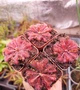 Рослина Росянка Спатулата Lovelae Drosera Spatulata Lovellae Комахоїдна рослина в горщику - изображение 3