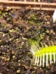 Насіння росянки Капська Drosera Capensis Rubra 20шт хижа рослина - изображение 2