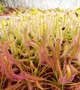 Насіння росянки Капська Drosera Capensis Rubra 20шт хижа рослина - изображение 6