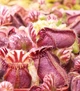 Рослина Цефалотус Фолікуляріс Cephalotus follicularis в горщику Більший Комахоїдна рослина - изображение 5