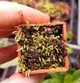 Рослина Пухирник Пузирчатка Пухирчатка Utricularia Subulata хижа рослина в горщику - изображение 3
