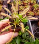 Рослина Росянка Капська Альба Drosera Capensis Alba рослина в горщику - изображение 3