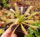 Насіння росянки Капська Drosera Capensis Alba 20шт - изображение 6