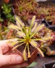 Рослина Росянка Капська Альба Drosera Capensis Alba рослина в горщику - изображение 4