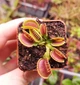 Рослина Dionaea muscipula Венерина мухоловка Діонея невелика в горщику - изображение 2