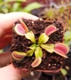 Рослина Dionaea muscipula Венерина мухоловка Діонея невелика в горщику - изображение 3