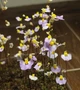 Рослина Пухирник Пузирчатка Пухирчатка Utricularia Bisquamata в горщику - изображение 3
