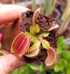 Рослина Dionaea muscipula Венерина мухоловка Діонея невелика в горщику - изображение 4